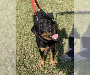 Rottweiler Dogs for adoption in byhalia, MS, USA