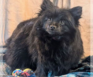 Pomeranian Dogs for adoption in Bon Carbo, CO, USA