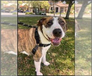 American Pit Bull Terrier-Unknown Mix Dogs for adoption in Alameda, CA, USA