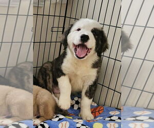 Great Pyrenees-Unknown Mix Dogs for adoption in Mooresville, NC, USA
