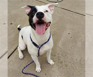 Bullypit Dogs for adoption in Canfield, OH, USA