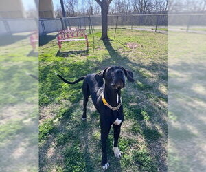 Great Dane-Labrador Retriever Mix Dogs for adoption in Bullard, TX, USA