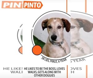 Catahoula Leopard Dog-Coonhound Mix Dogs for adoption in Inglewood, CA, USA