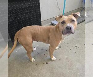 Mutt Dogs for adoption in Camarillo, CA, USA