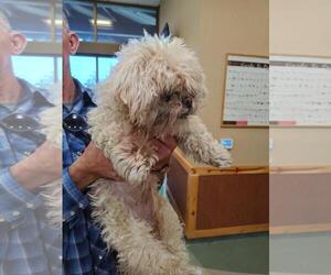 Shih Tzu-Unknown Mix Dogs for adoption in Upland, CA, USA