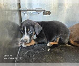 Mutt Dogs for adoption in San Antonio, TX, USA