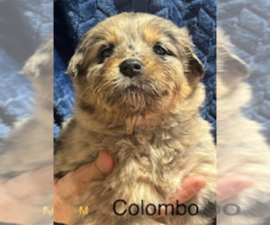Sheprador Dogs for adoption in Maple Grove, MN, USA