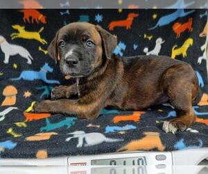 Mutt Dogs for adoption in HESPERIA, CA, USA