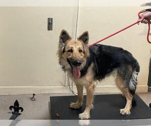 German Shepherd Dog-Unknown Mix Dogs for adoption in Pasadena, CA, USA