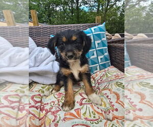 Border Collie-Pembroke Welsh Corgi Mix Dogs for adoption in Bolivar, MO, USA