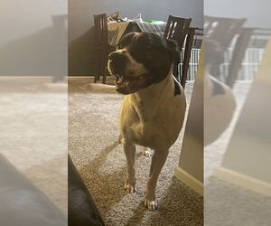 Mutt Dogs for adoption in Sheboygan, WI, USA