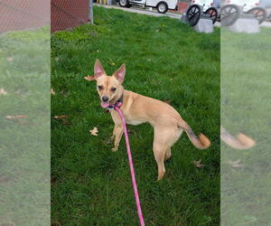 Chihuahua-Unknown Mix Dogs for adoption in South Bend, IN, USA
