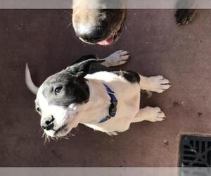 German Shepherd Dog Dogs for adoption in Cottonwood, AZ, USA