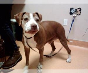 American Pit Bull Terrier Dogs for adoption in Martinez, CA, USA