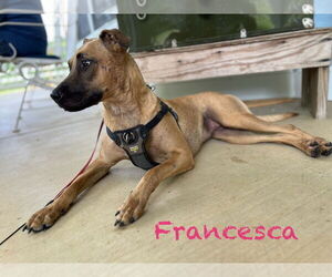 American Pit Bull Terrier-Australian Shepherd Mix Dogs for adoption in Farmerville, LA, USA