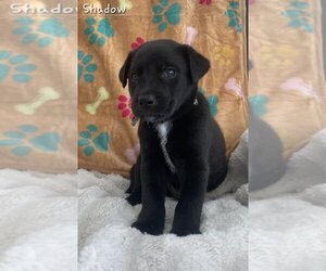Medium Photo #4 Labrador Retriever-Unknown Mix Puppy For Sale in FRAMINGHAM, MA, USA