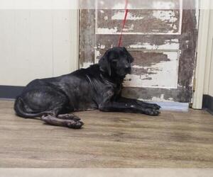 Labrador Retriever Dogs for adoption in Longview, TX, USA