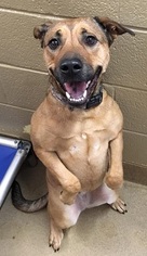 Boxer-Unknown Mix Dogs for adoption in Canon City, CO, USA
