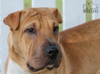 Chinese Shar-Pei Dogs for adoption in Troy, IL, USA