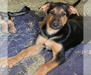 Mutt Dogs for adoption in Boise, ID, USA