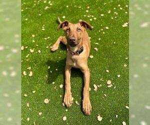 Doberman Pinscher Dogs for adoption in Salinas, CA, USA