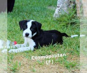 American Bulldog Dogs for adoption in Von Ormy, TX, USA