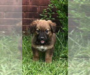 Collie-Unknown Mix Dogs for adoption in Scottsboro, AL, USA