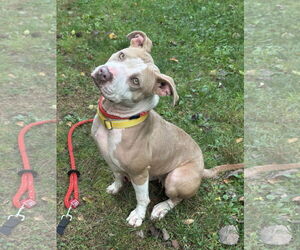 American Pit Bull Terrier-Unknown Mix Dogs for adoption in Rockaway, NJ, USA