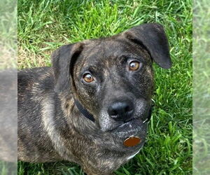 Mutt Dogs for adoption in Canton, CT, USA