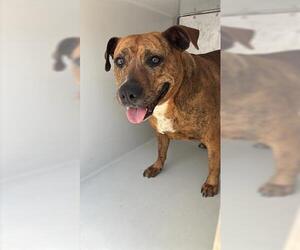 American Pit Bull Terrier Dogs for adoption in Houston, TX, USA