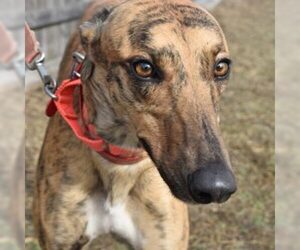 Greyhound Dogs for adoption in Grandville, MI, USA
