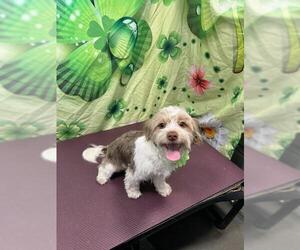 Maltese-Unknown Mix Dogs for adoption in Tampa, FL, USA