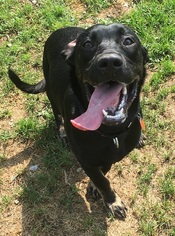 Shepradors Dogs for adoption in Orleans, VT, USA