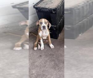 American Staffordshire Terrier-Unknown Mix Dogs for adoption in San Antonio, TX, USA