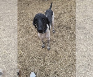 Poodle (Standard)-Unknown Mix Dogs for adoption in Westwood, NJ, USA