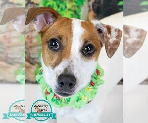 Jack Russell Terrier-Unknown Mix Dogs for adoption in Kennesaw, GA, USA