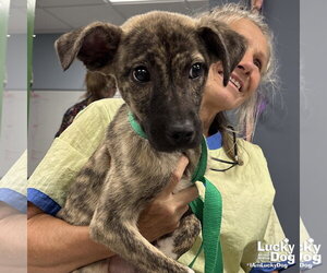 Mutt Dogs for adoption in Washington, DC, USA