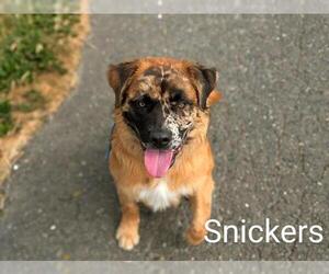 Anatolian Shepherd-Unknown Mix Dogs for adoption in McKinleyville, CA, USA