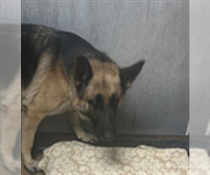 German Shepherd Dog Dogs for adoption in Martinez, CA, USA