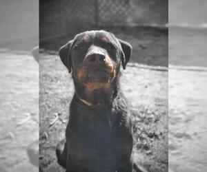 Rottweiler Dogs for adoption in Winder, GA, USA