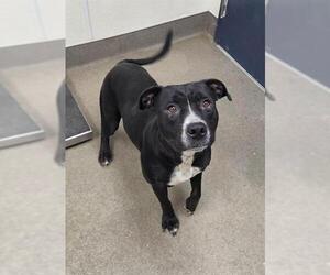 Mutt Dogs for adoption in HESPERIA, CA, USA