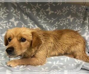Chihuahua-Unknown Mix Dogs for adoption in HESPERIA, CA, USA