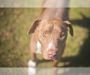 Staffordshire Bull Terrier-Unknown Mix Dogs for adoption in Gainesville, FL, USA