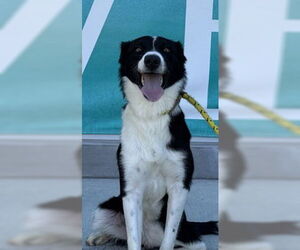 Border Collie Dogs for adoption in Salinas, CA, USA