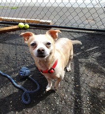 Chihuahua Dogs for adoption in Tacoma, WA, USA