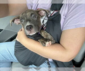 American Pit Bull Terrier-American Staffordshire Terrier Mix Dogs for adoption in Wenonah, NJ, USA
