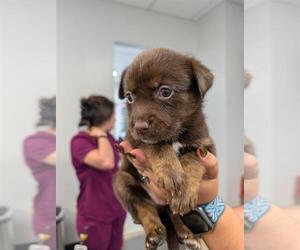 German Shepherd Dog-Unknown Mix Dogs for adoption in Corpus Christi, TX, USA