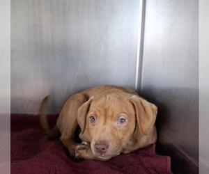 Chihuahua Dogs for adoption in Bakersfield, CA, USA