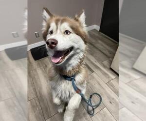 Siberian Husky Dogs for adoption in Redlands, CA, USA