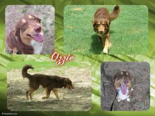 Australian Shepherd Dogs for adoption in Longview, TX, USA